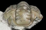 Rare, Ceraurinus icarus Trilobite - Quebec #164446-1